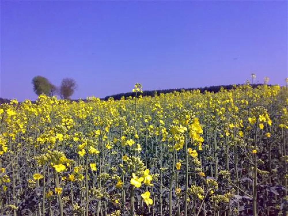 Camping Zum Oertzewinkel