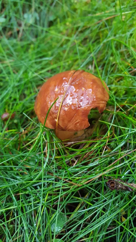 Intercamping Großbreitenbach