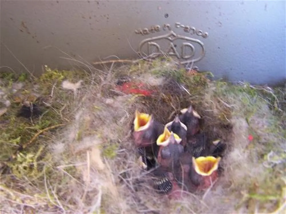 Camping du Heidenkopf