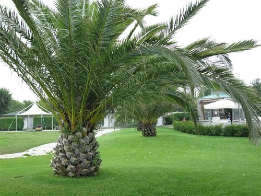 Campeggio Europa Cavallino