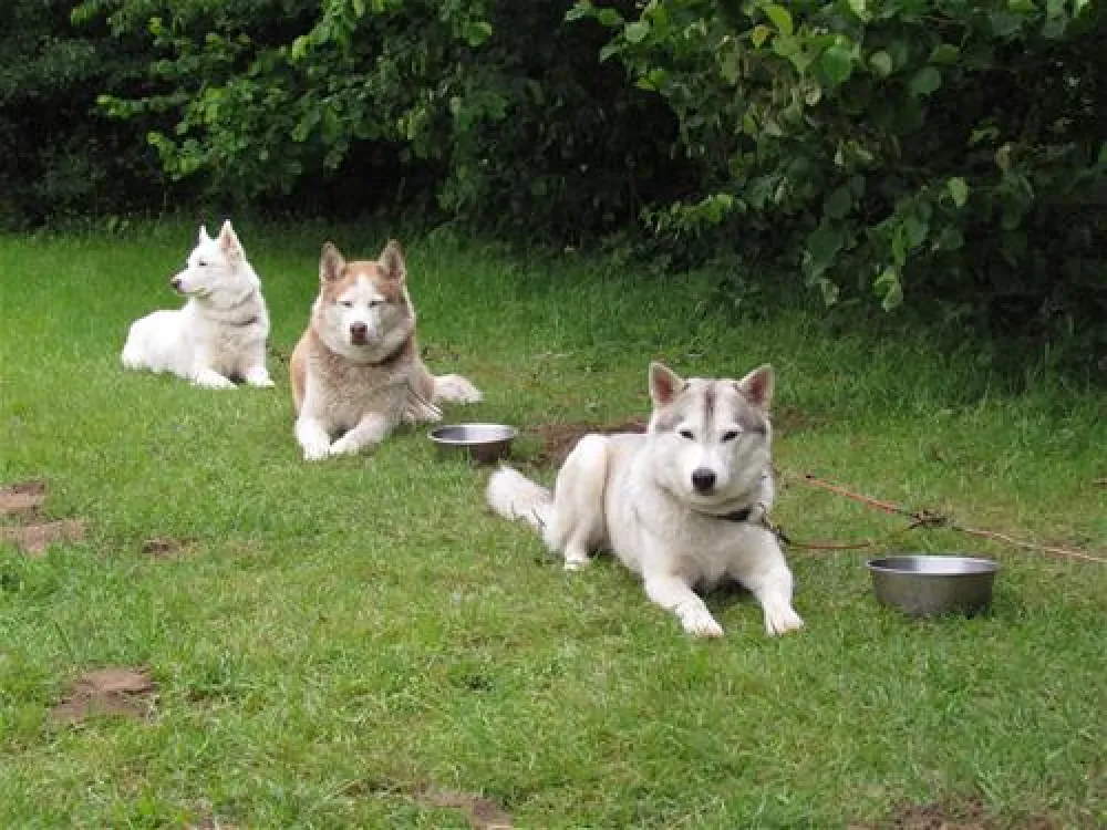 Camping zur hohlen Eiche