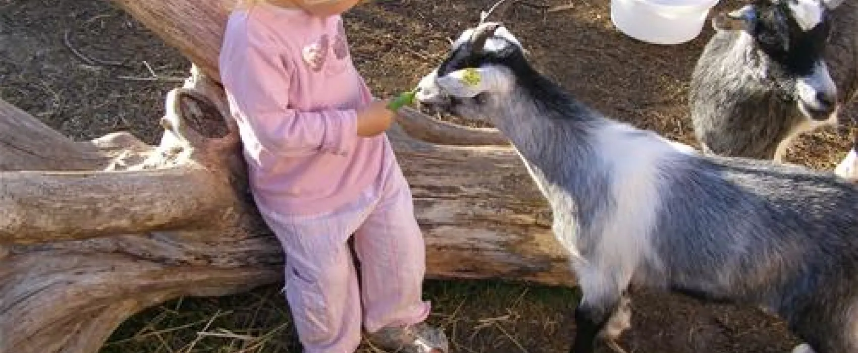 Feldberg Familie Camping