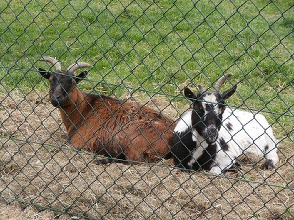 Camping Den Aenstoot