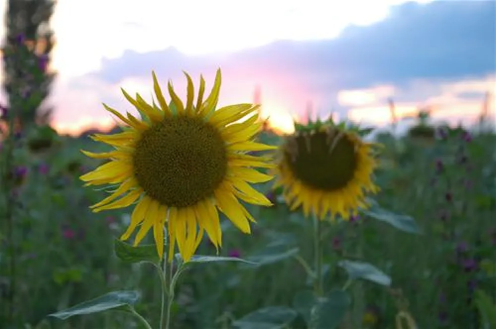 Camping Sonnenland - Freizeitpark