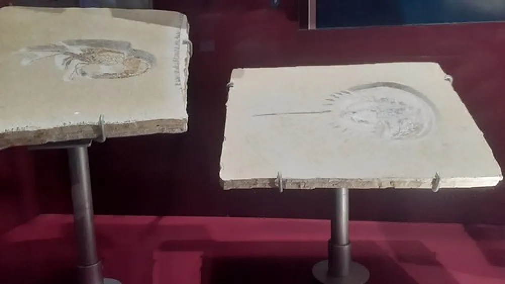 Lions (Berry) Park Campground