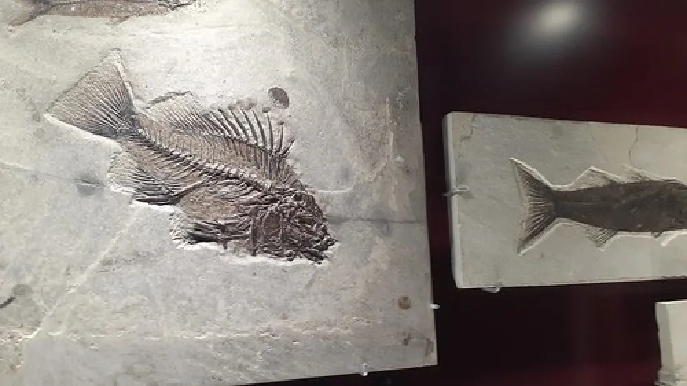 Lions (Berry) Park Campground