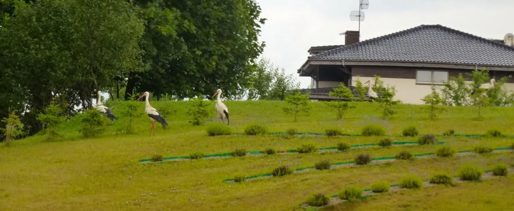 Camping Lavender Village