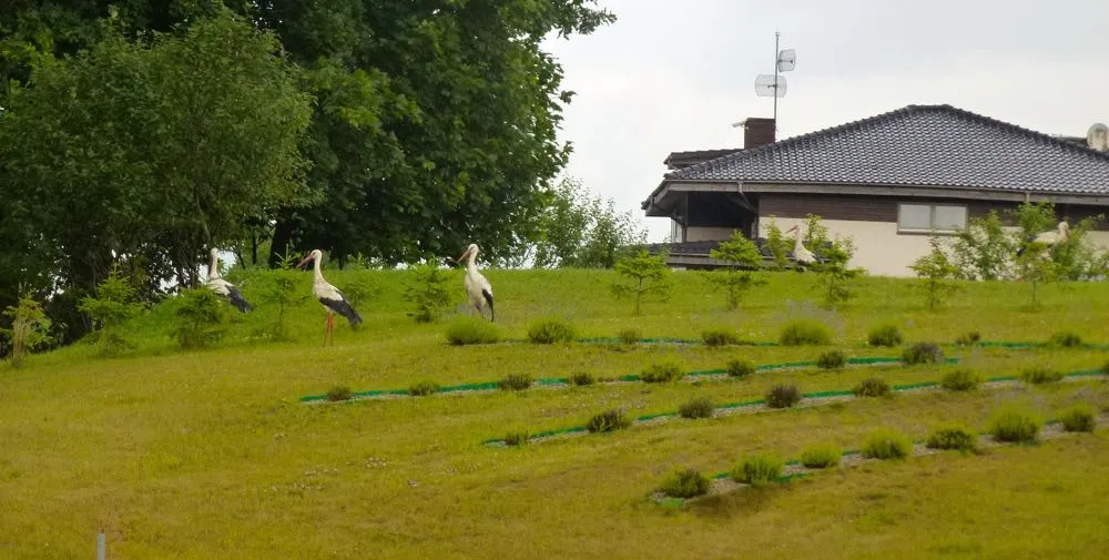 Camping Lavender Village