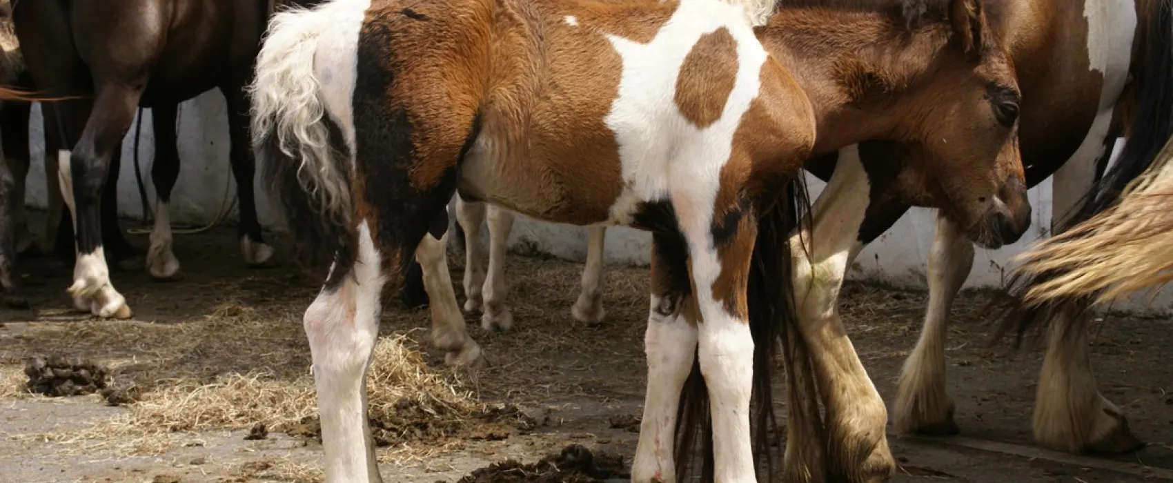 Camping La petite Rhune  