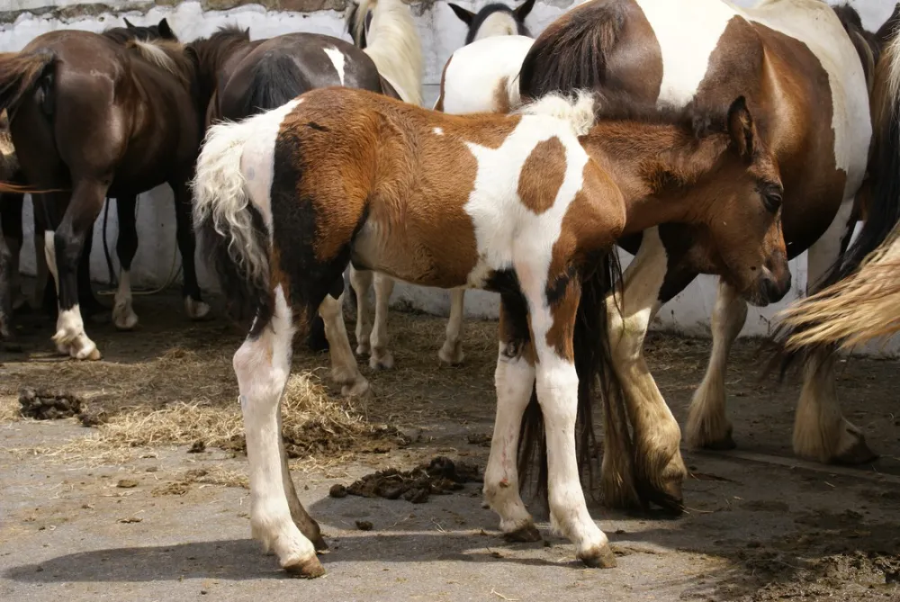 Camping La petite Rhune  