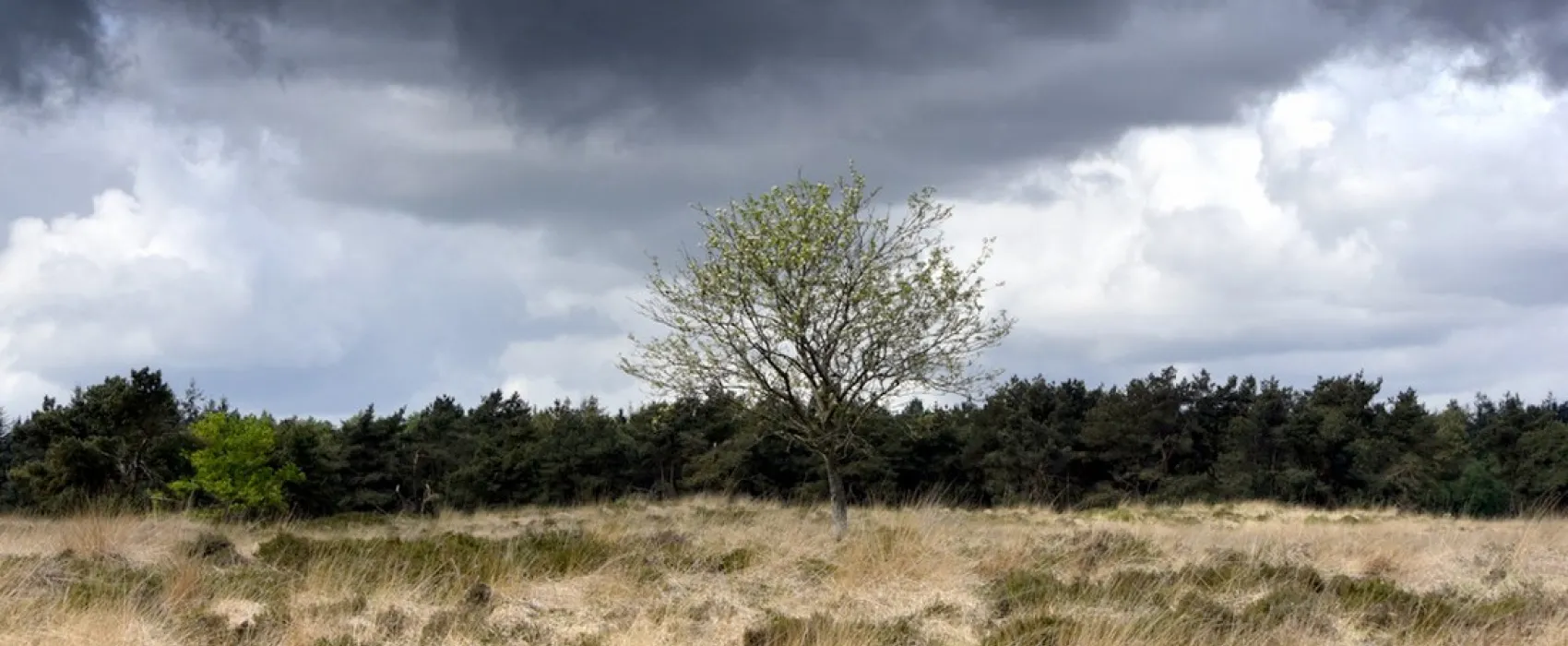Natuurkampeerterrein Laaghalerveld