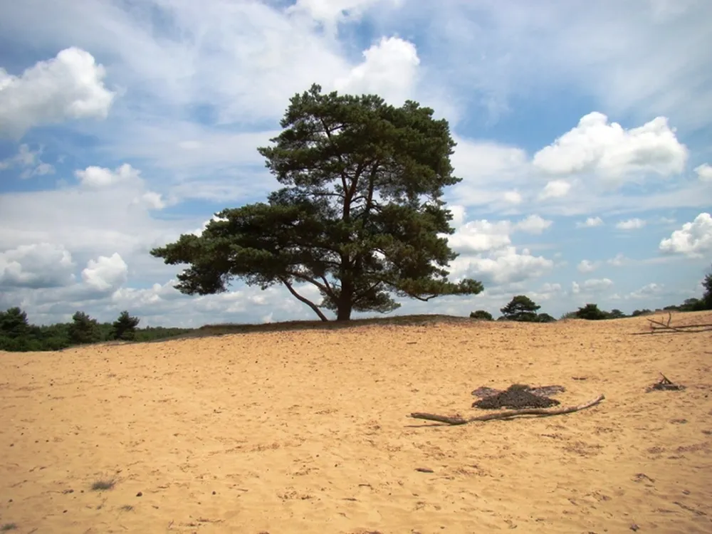 Camping groepsverblijf Alinghoek