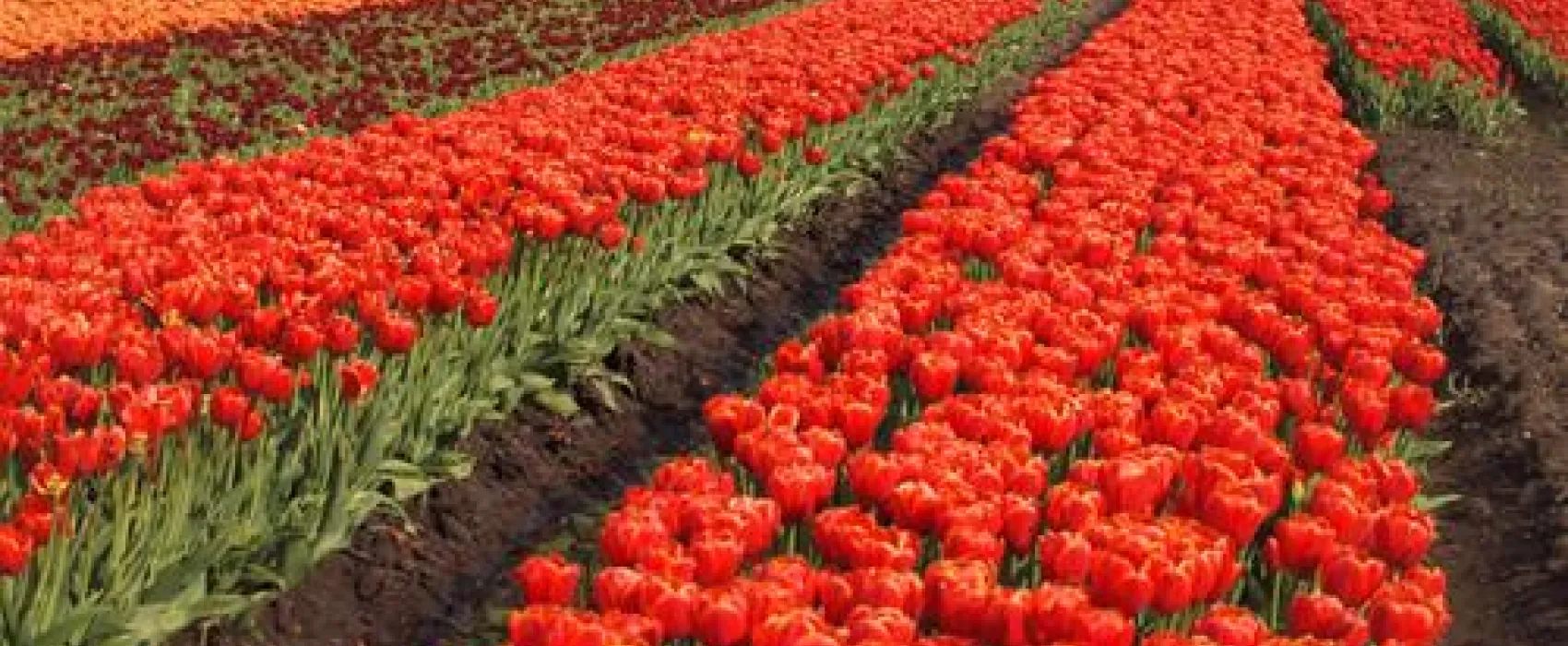 Minicamping de Vogelpoel