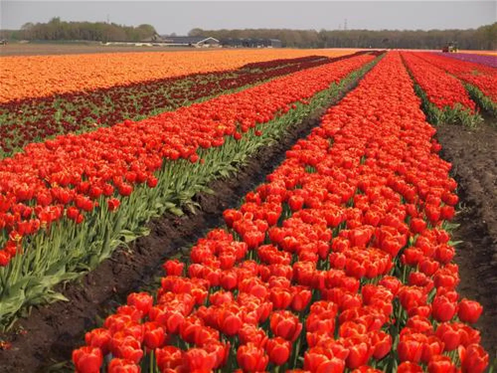Minicamping de Vogelpoel