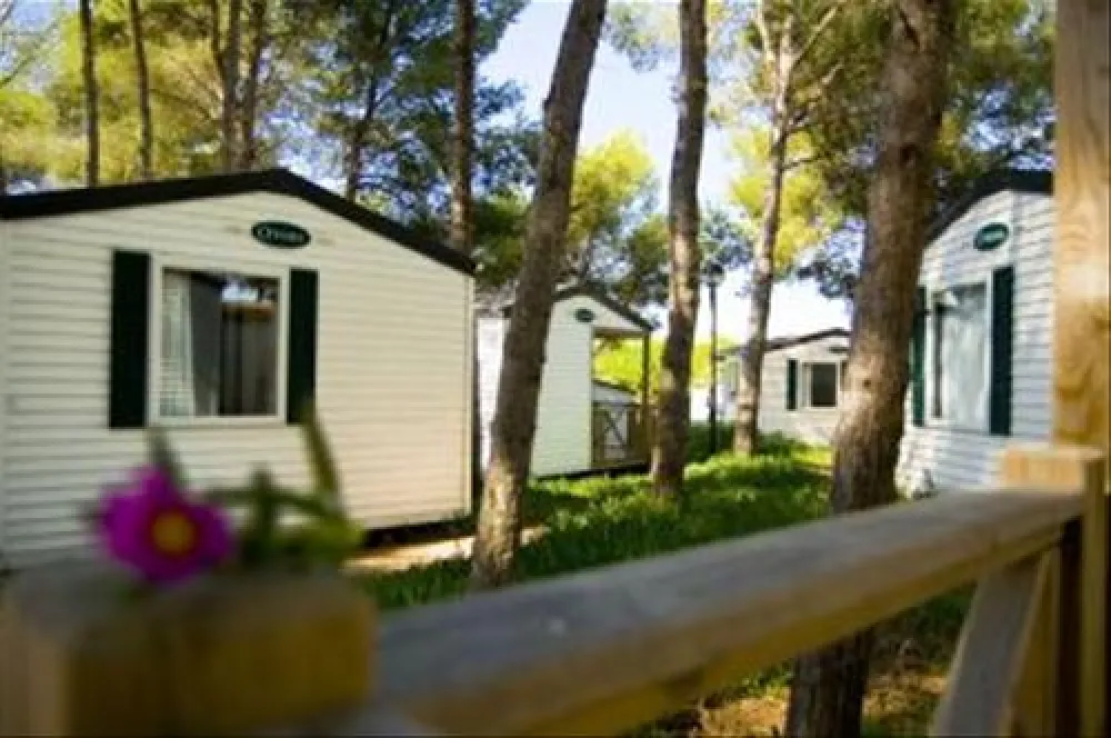 Camping las Palmeras