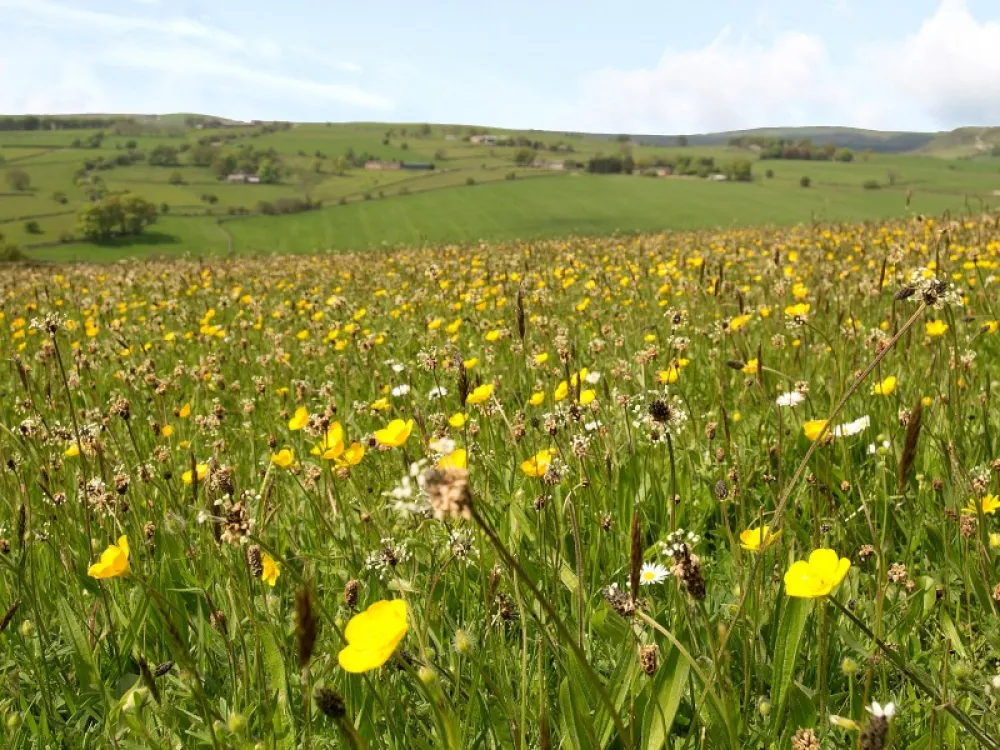 Longnor Wood Caravan Park