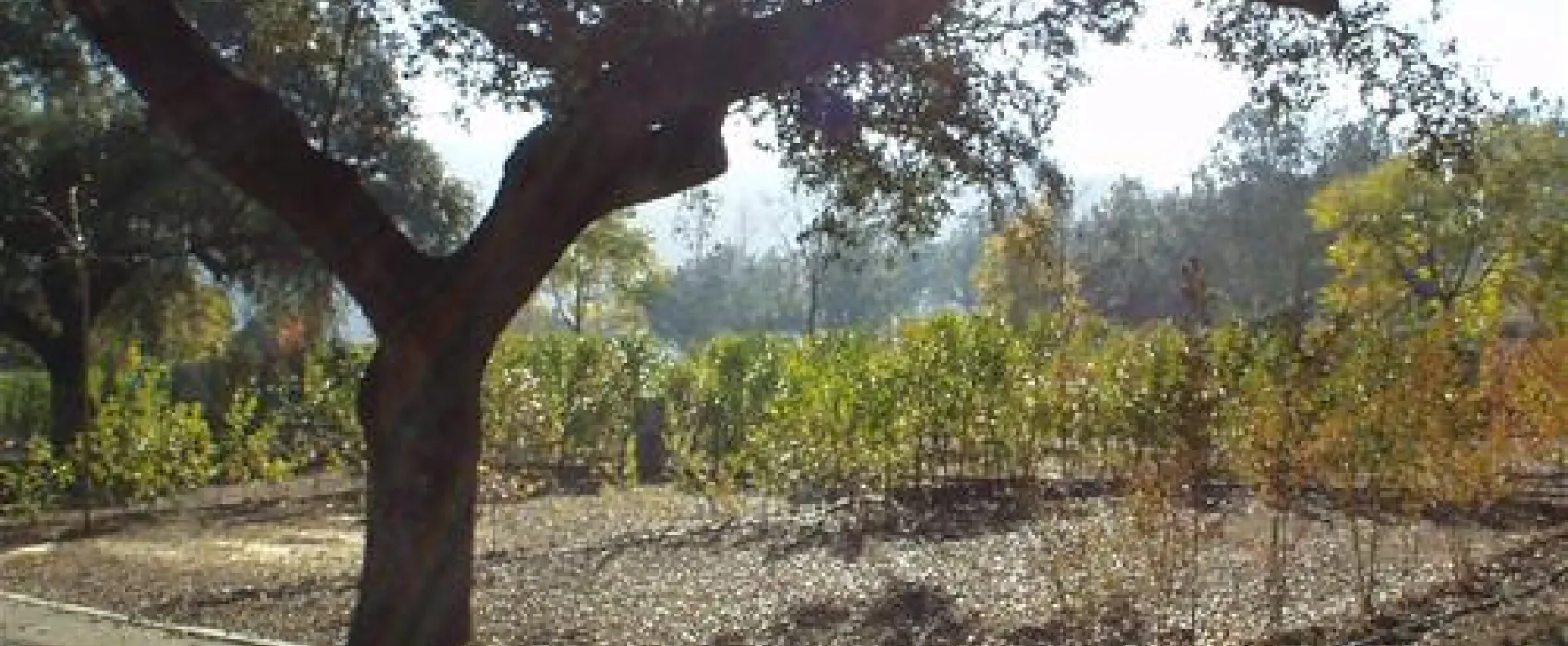 Camping Puente Nuevo