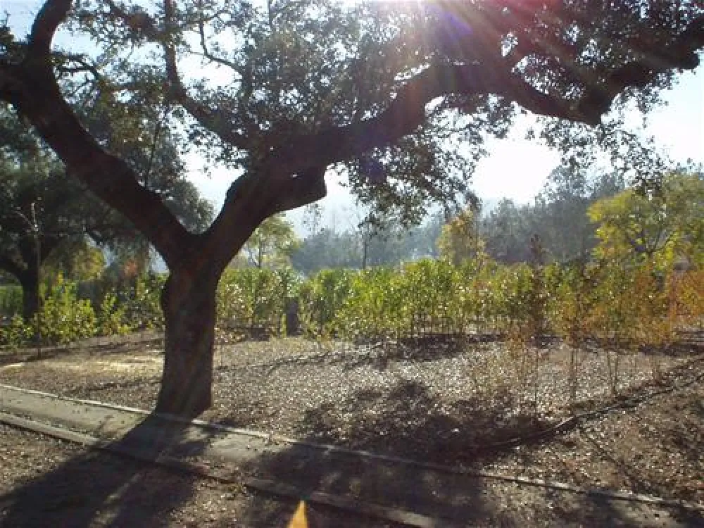 Camping Puente Nuevo