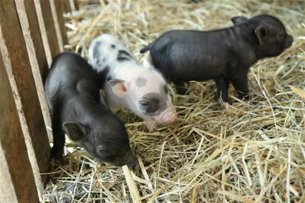 Villa Betula Camping***