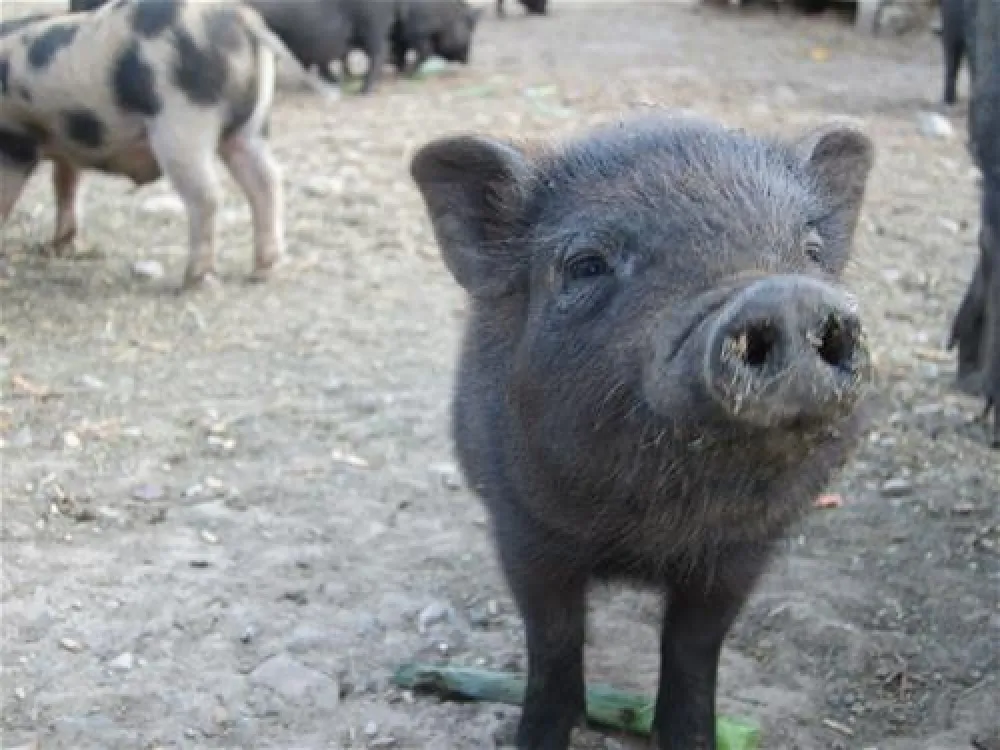 Villa Betula Camping***