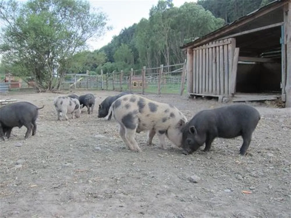 Villa Betula Camping***