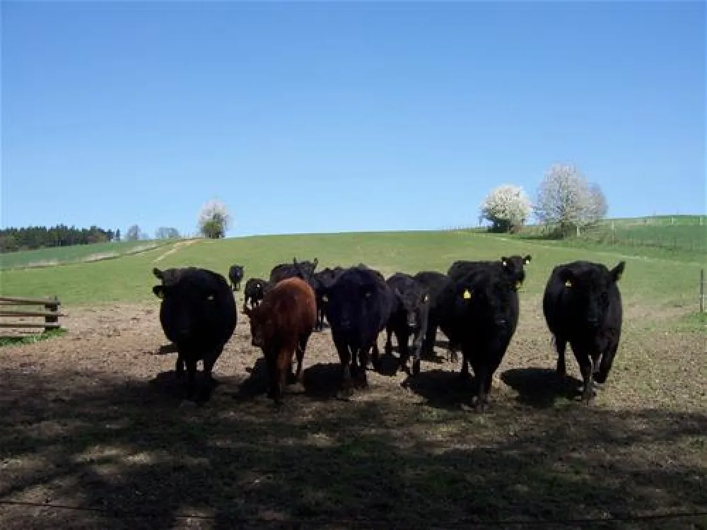 Kur-Gutshof-Camping Arterhof