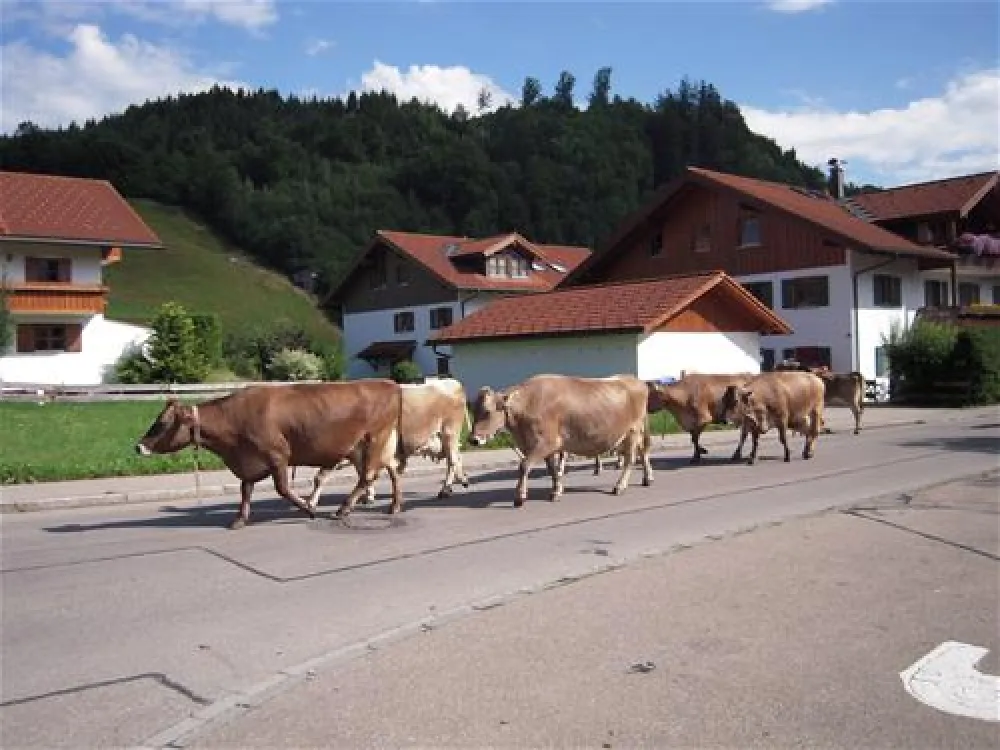 Camping an der Iller