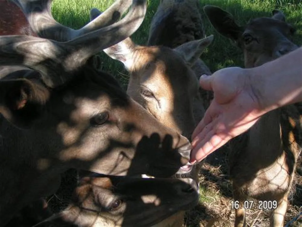 Camping 17 Duinzicht