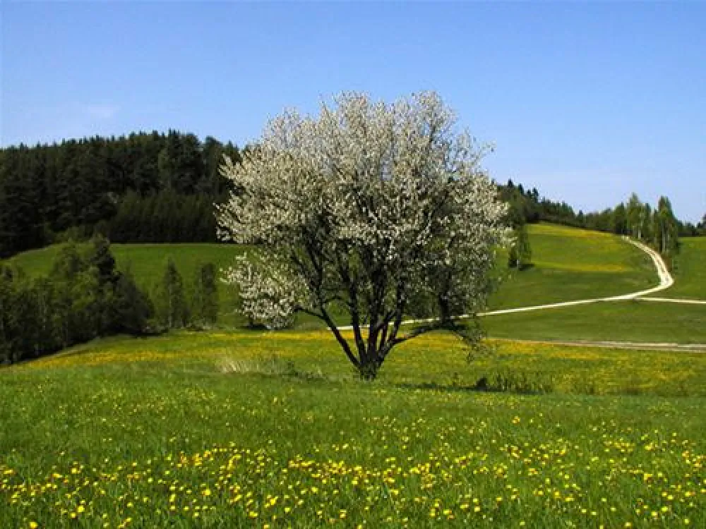 Waldviertel Camping | Familie Einfalt