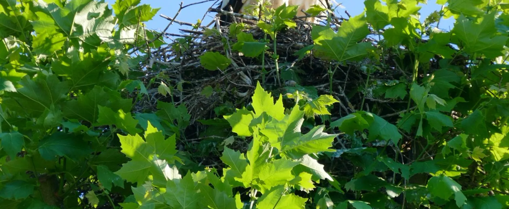 Camping de Riquewihr