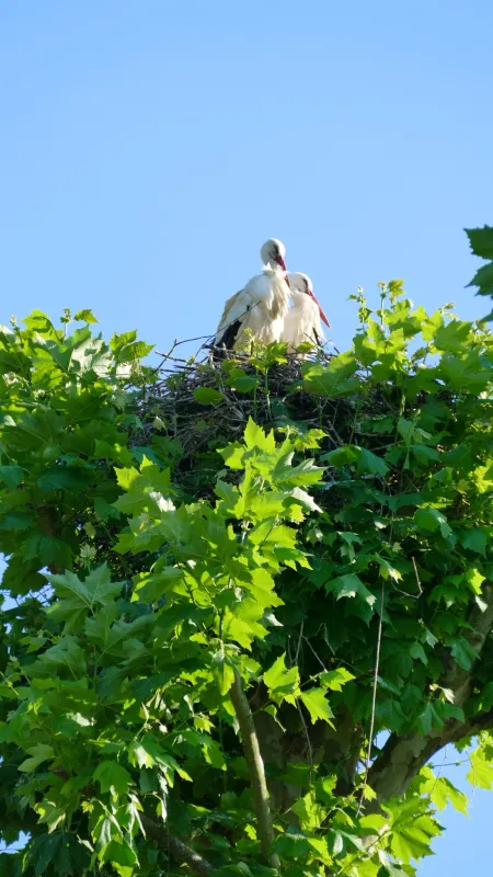 Camping de Riquewihr