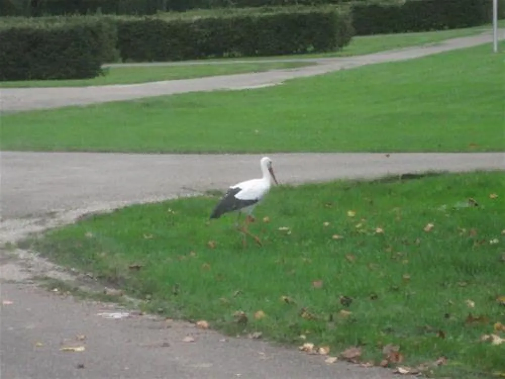 Camping de Riquewihr