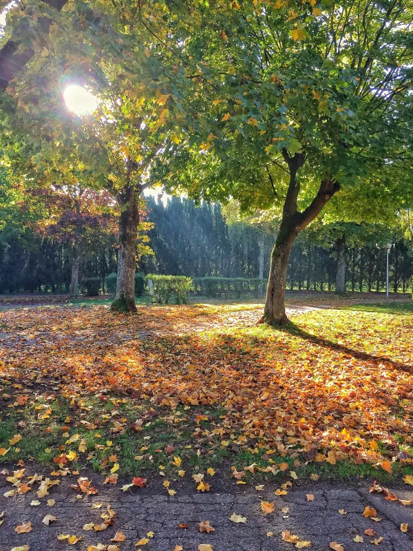 Camping de Riquewihr