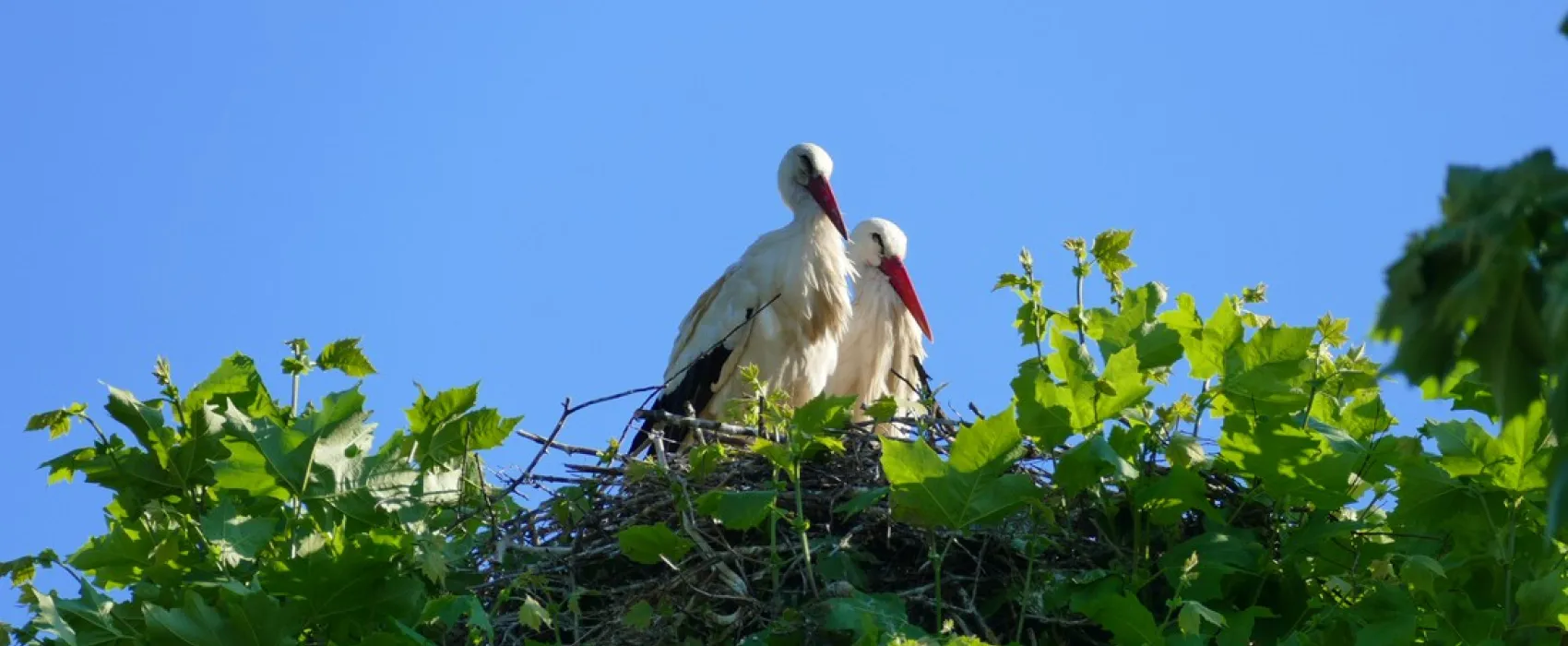 Camping de Riquewihr