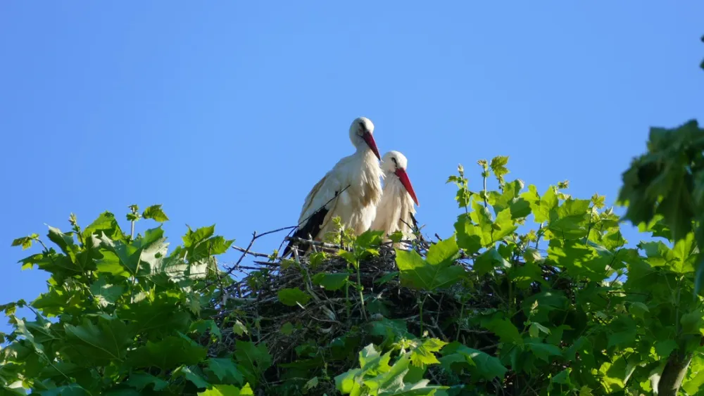 Camping de Riquewihr