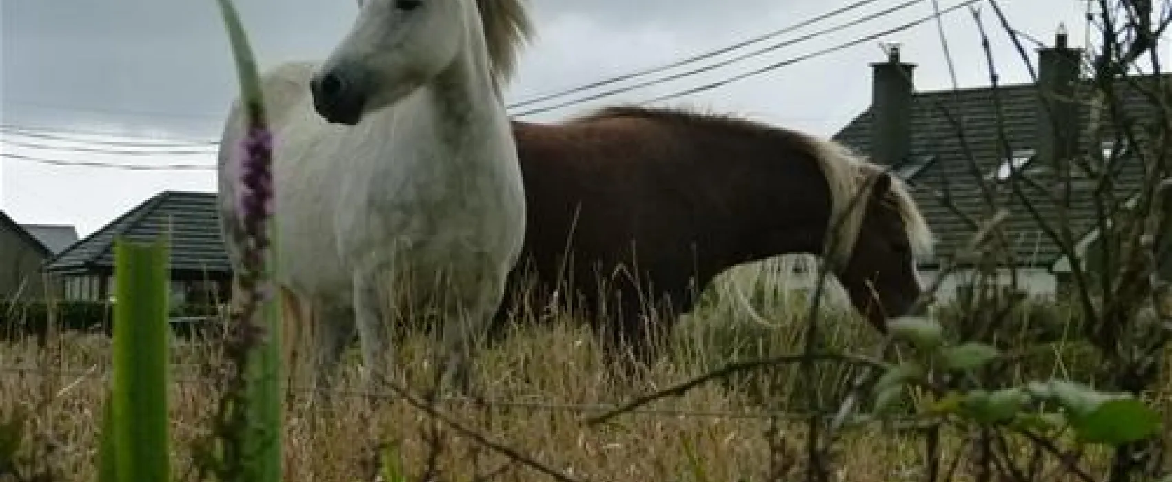 Newtown Cove Caravan & Camping Park