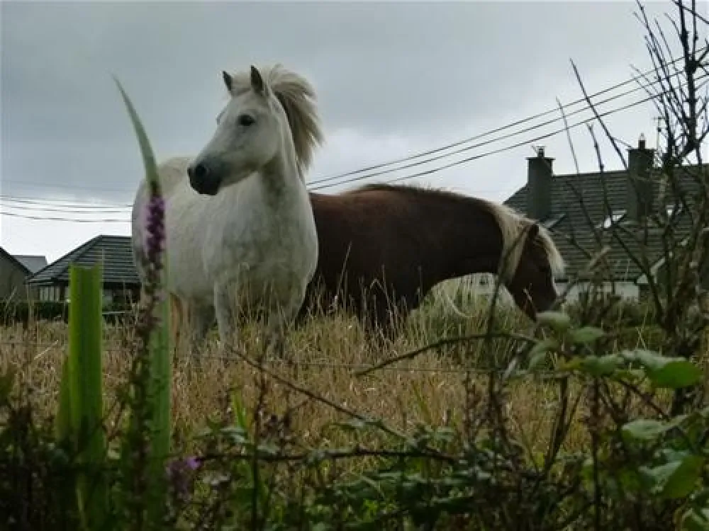 Newtown Cove Caravan & Camping Park