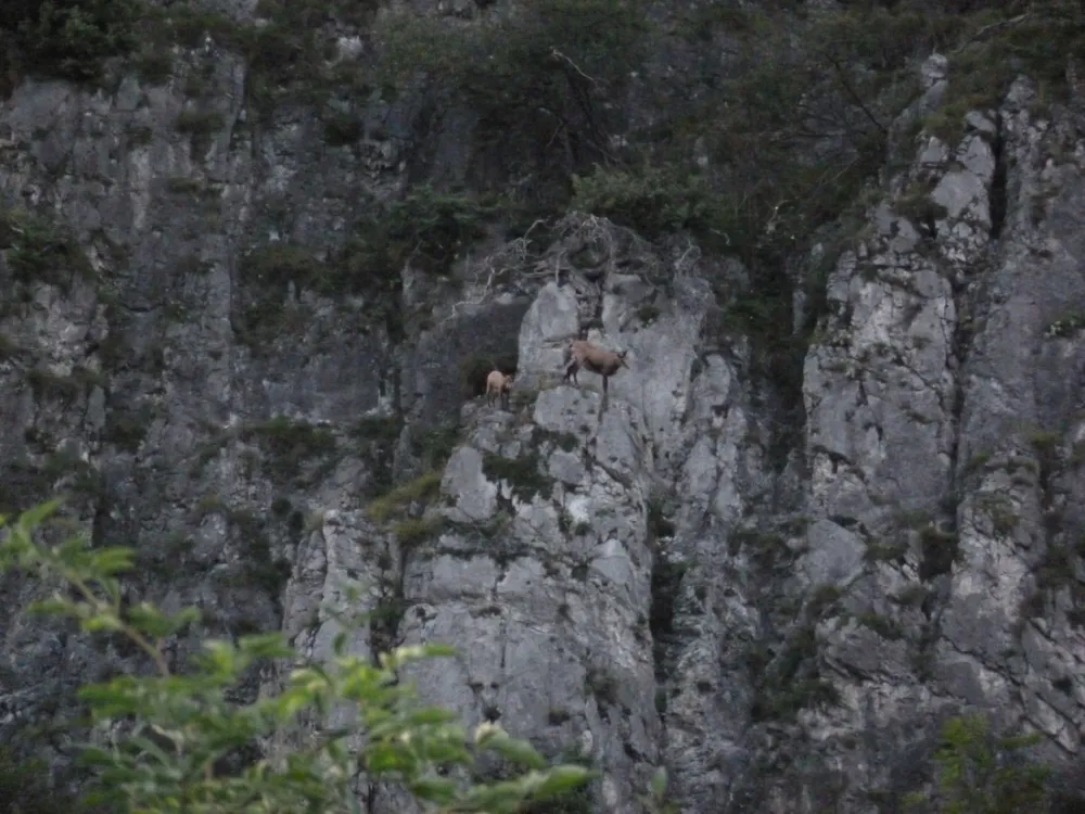 Camping Tiefental ‘Roppnerhof’