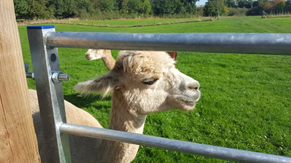 Lower Lacon Caravan Park