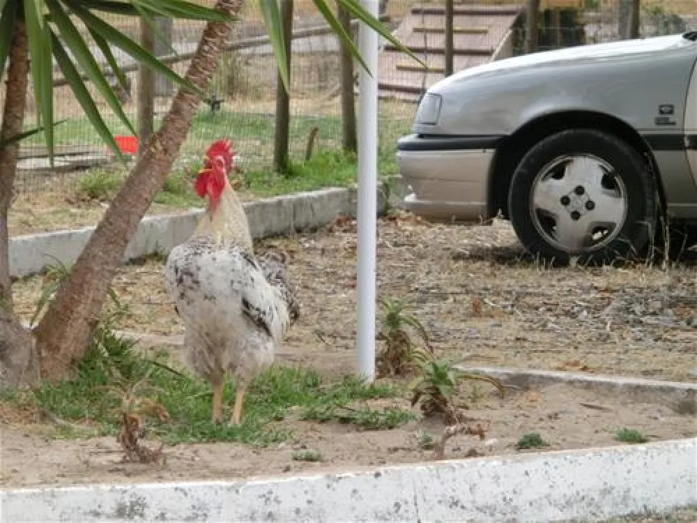 Parque Campismo Alpiarça