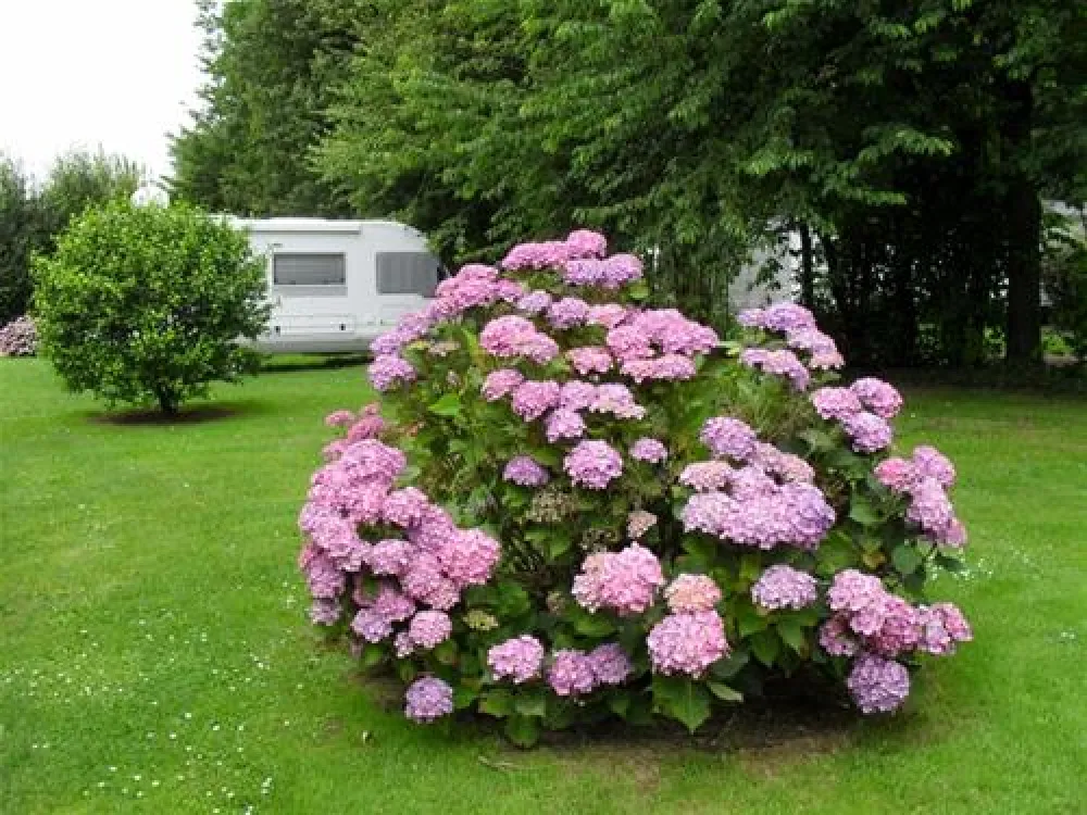 camping hortensias **
