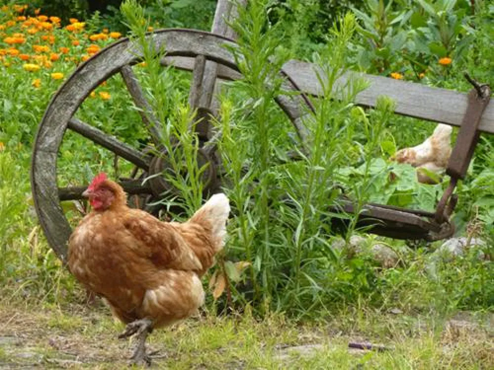 Camping De Knieplanden