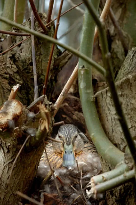 Minicamping Wilgenweide