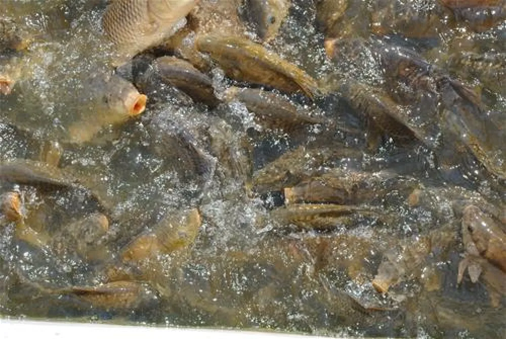 Waldcamping Stubenweiher