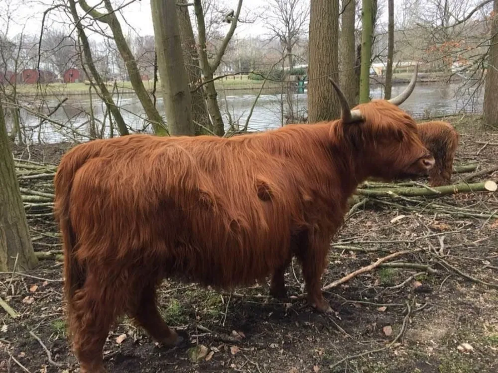 Camping Het Amsterdamse Bos