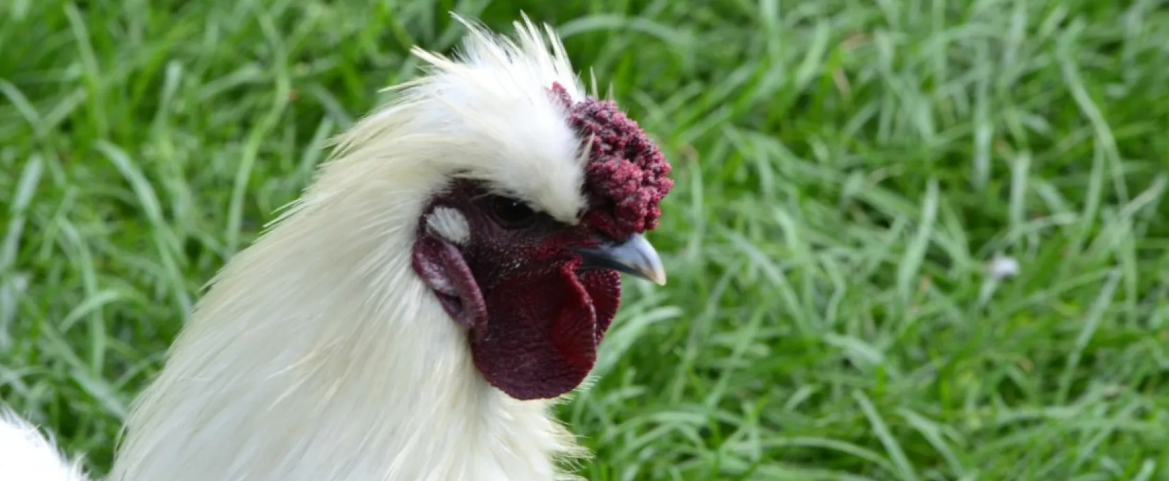 Camping DE KIEKENDIEF