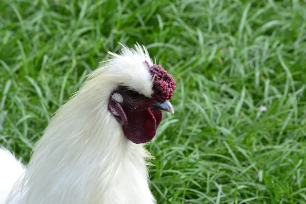 Camping DE KIEKENDIEF