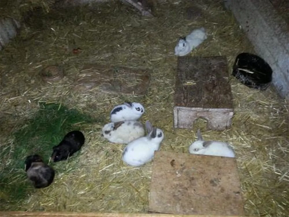 Ferienhof & Camping Zur Hasenkammer