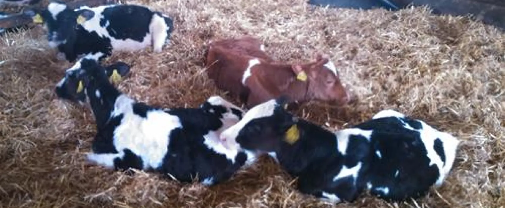 Ferienhof & Camping Zur Hasenkammer