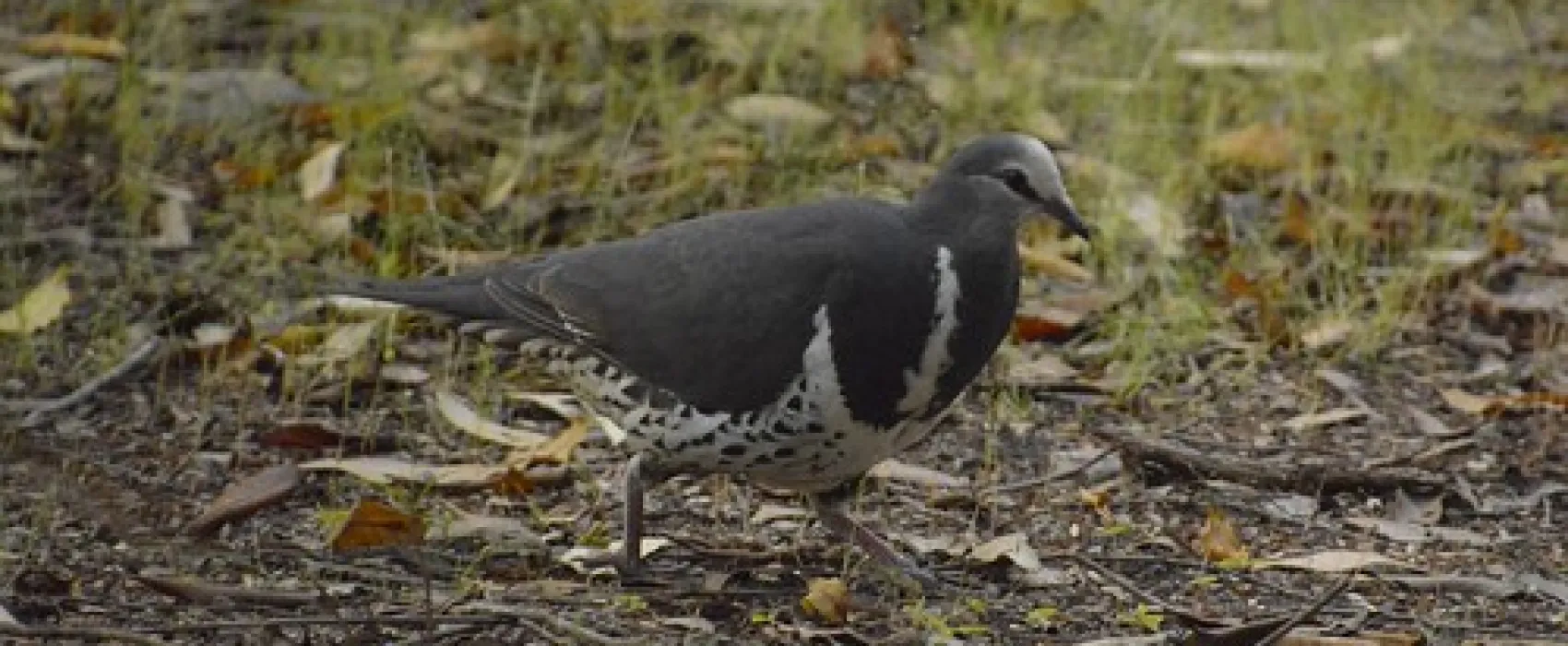 Binn Beach Campground
